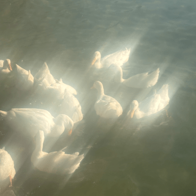 Lotusのジャケット写真