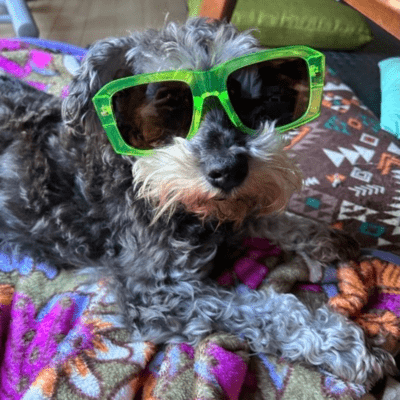 ナッツは今日も一緒のジャケット写真