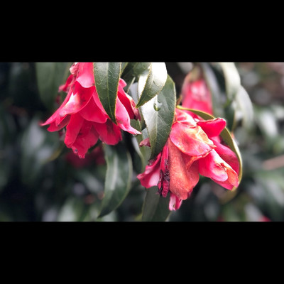 君が踊り続けられるようにのジャケット写真