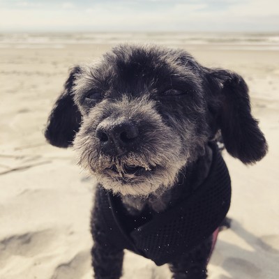 Wagging tails in the summer breeze (feat. Mozuku & Mekabu) Front Cover