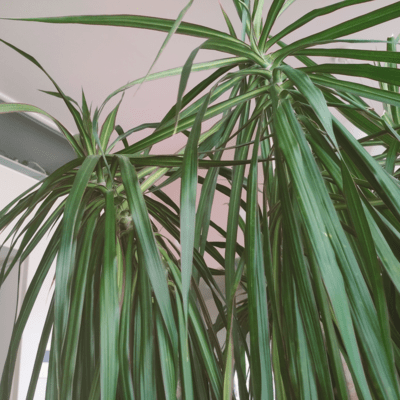 No00043-00227 Front Cover