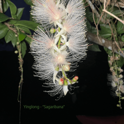 Sagaribana Front Cover