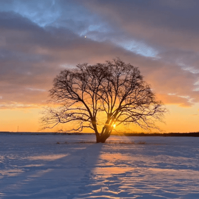 Snowlight Searching for You Front Cover