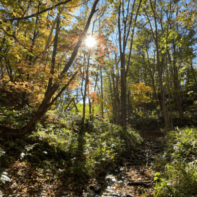 Life goes onのジャケット写真