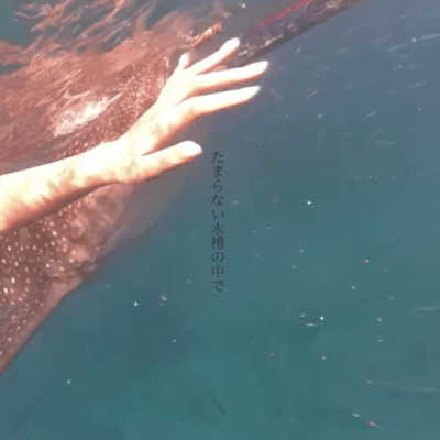 たまらない水槽の中でのジャケット写真