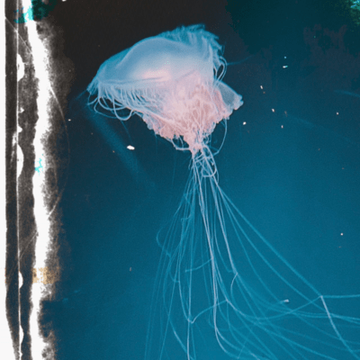 海のジャケット写真