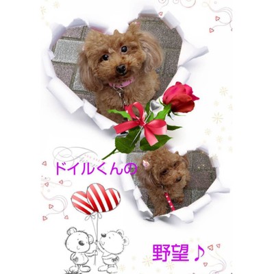 Doyle's Ambition Front Cover