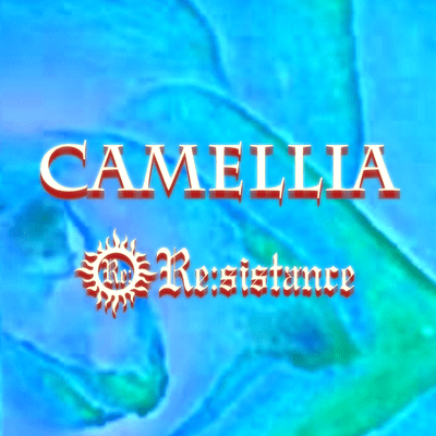 CAMELLIAのジャケット写真