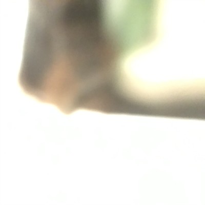 leafy house Front Cover