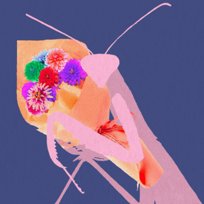 Orchid mantis Front Cover