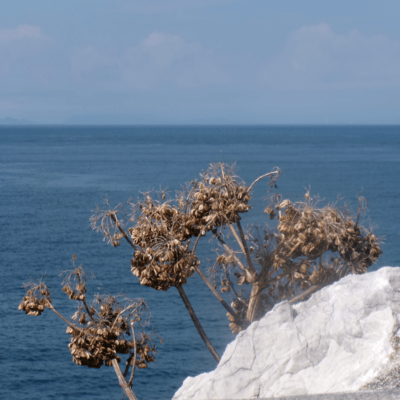 ifsのジャケット写真