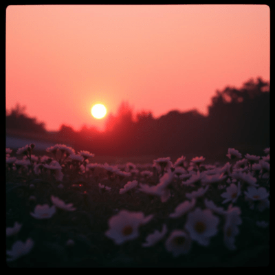 One Beautiful Ride - Let It Bloom Front Cover