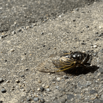 Cicada Front Cover