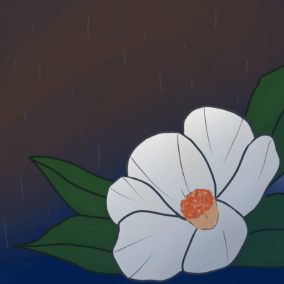 Summer camellia Front Cover