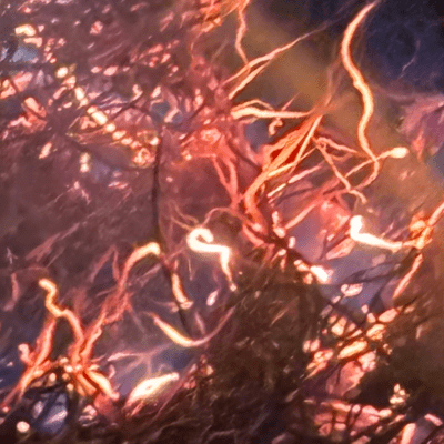 Henachoko Front Cover