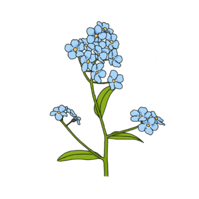 Forget-Me-Not Front Cover