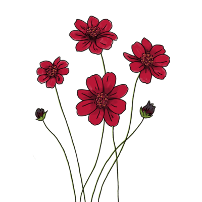 Chocolate cosmos Front Cover