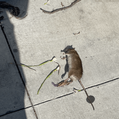 あれこれのジャケット写真