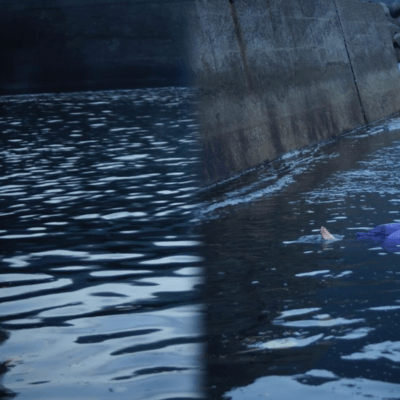 I.R.Lのジャケット写真