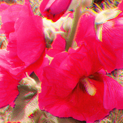 Hollyhocks in September Front Cover