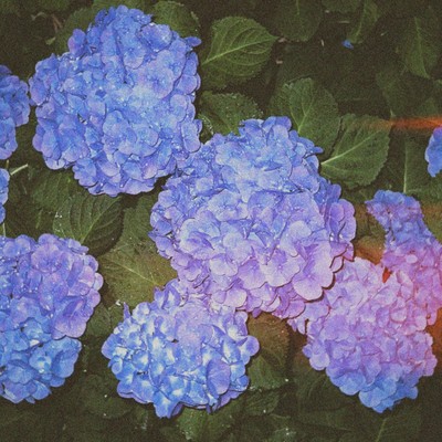 あじさいのうたのジャケット写真