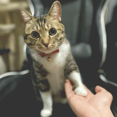 彩のジャケット写真