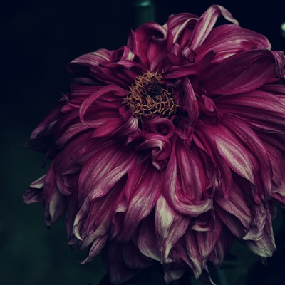 Dahlia Front Cover