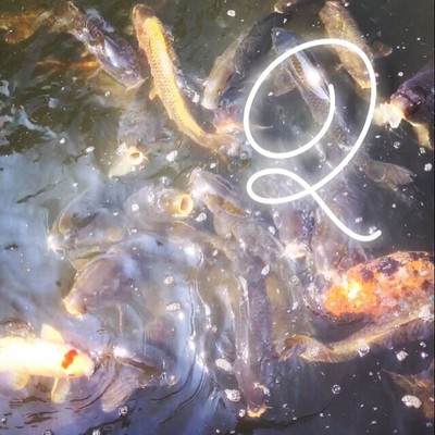 南米美女に恋をしてのジャケット写真