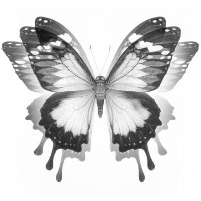 WATERFLY EFFECT Front Cover