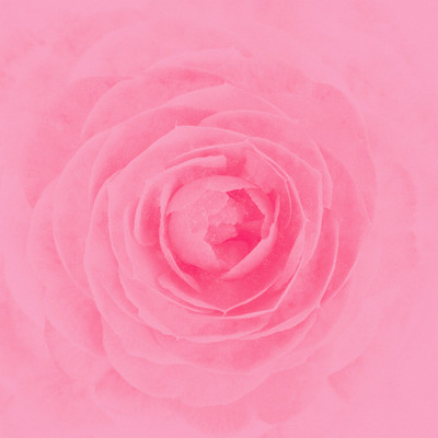 Camelliaのジャケット写真