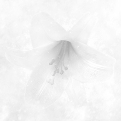 White Front Cover