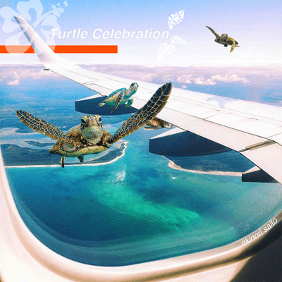 Turtle Celebrationのジャケット写真
