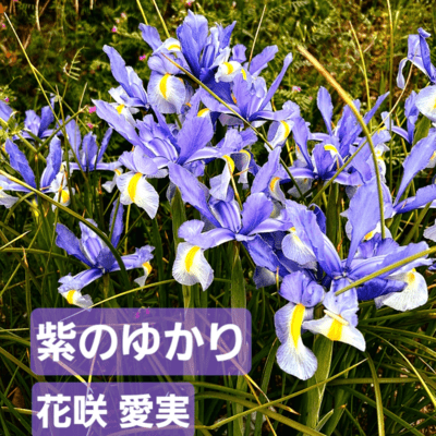 紫のゆかりのジャケット写真