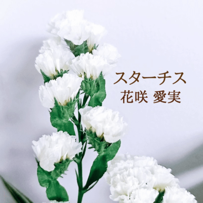 statice Front Cover
