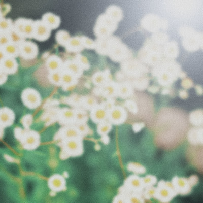 Helichrysum Front Cover