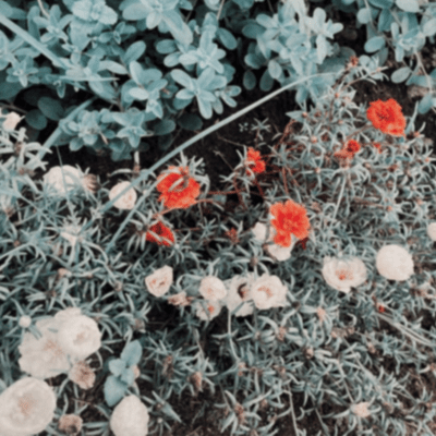 Blooms blooming in the gloom room Front Cover