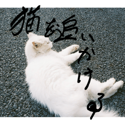 chasing the cat Front Cover
