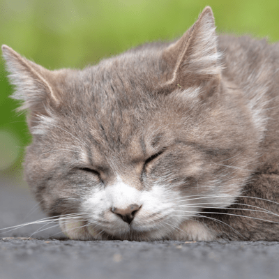 Monologue of cats and me Front Cover