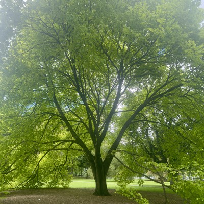 DROP OUT Front Cover