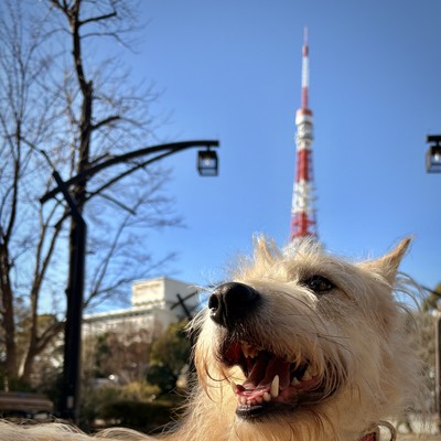 哀しいギャングスターのジャケット写真