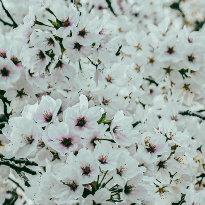 Otona (feat. RINNOSUKE & Curability) Front Cover