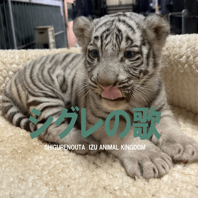 シグレの歌のジャケット写真