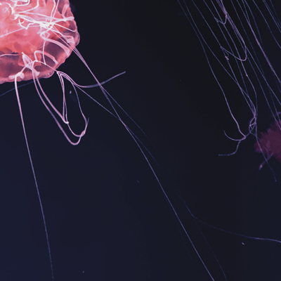 Thread of Light Front Cover