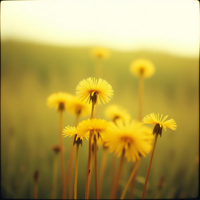 The whisper of springtime Front Cover