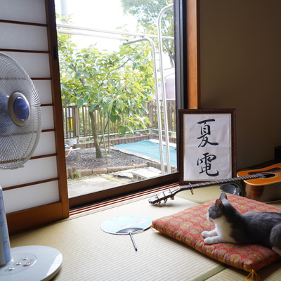 夏電のジャケット写真