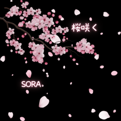 cherry blossoms bloom Front Cover