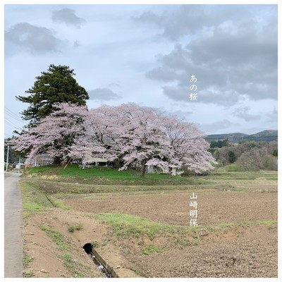 some cherryblossom Front Cover