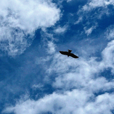 A bird without wings Front Cover