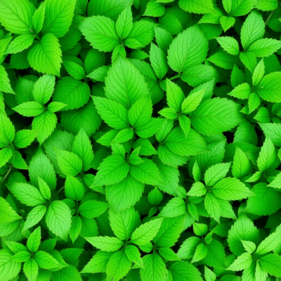 Midori no Machi (feat. Tsurumaki Maki) Front Cover