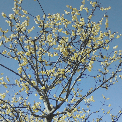 A Short Trip (feat. Haruno Sora & Miyamai Moca) Front Cover